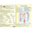 Intestinal Health  Double Sided A4 by Jan Van Baarle 1