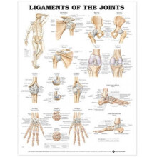 Ligaments of the Joints Anatomical Chart