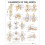 Ligaments of the Joints Anatomical Chart 1