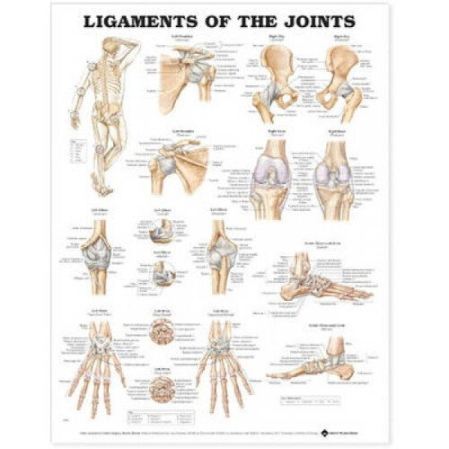 Ligaments of the Joints Anatomical Chart