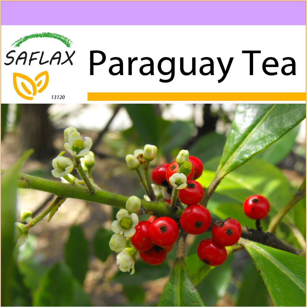 Saflax - Paraguay Tea - Ilex Paraguaensis - 10 Seeds