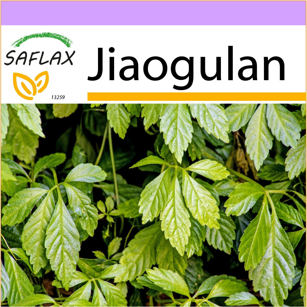 Saflax - Jiaogulan - Gynostemma Pentaphyllum - 30 Seeds