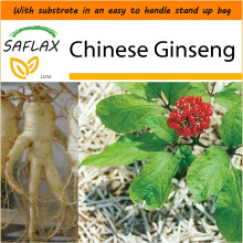 SAFLAX Garden in the Bag - Chinese Ginseng - Panax ginseng - 10 seeds - With substrate in a fitting stand up bag.