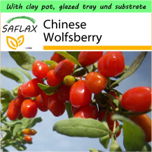 SAFLAX Garden to Go - Chinese Wolfsberry - Lycium chinensis - 200 seeds - With clay pot, glazed tray, substrate and fertilizer