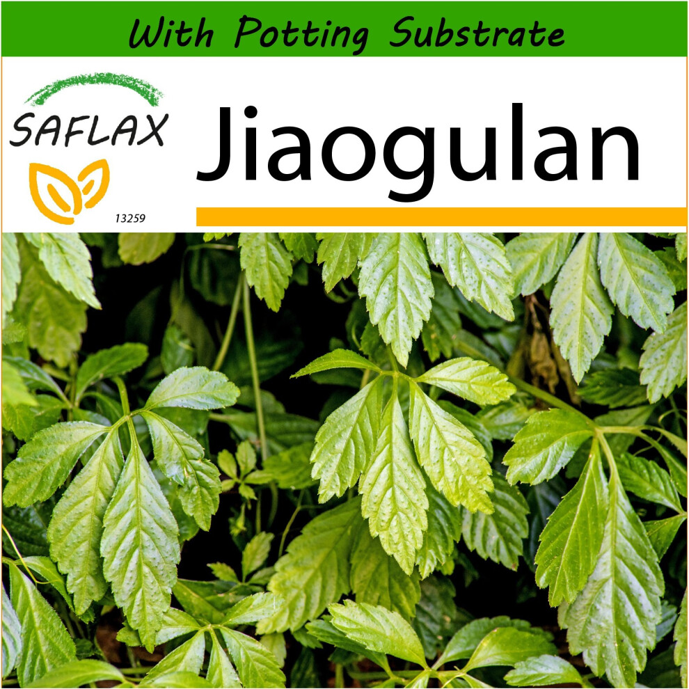 SAFLAX  - Jiaogulan - Gynostemma pentaphyllum - 30 seeds - With potting substrate for better cultivation