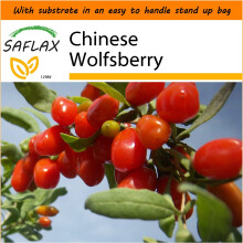 SAFLAX Garden in the Bag - Chinese Wolfsberry - Lycium chinensis - 200 seeds - With substrate in a fitting stand up bag.