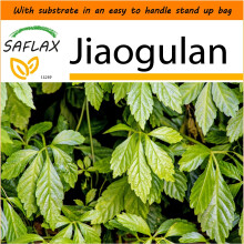 SAFLAX Garden in the Bag - Jiaogulan - Gynostemma pentaphyllum - 30 seeds - With substrate in a fitting stand up bag.