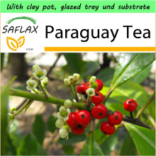 SAFLAX Garden to Go - Paraguay Tea - Ilex paraguaensis - 10 seeds - With clay pot, glazed tray, substrate and fertilizer