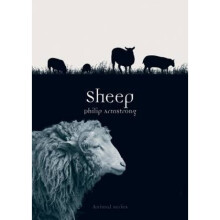 Sheep by Philip Armstrong