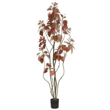 5 ft. Rogot Rurple Tree with Pot - Red