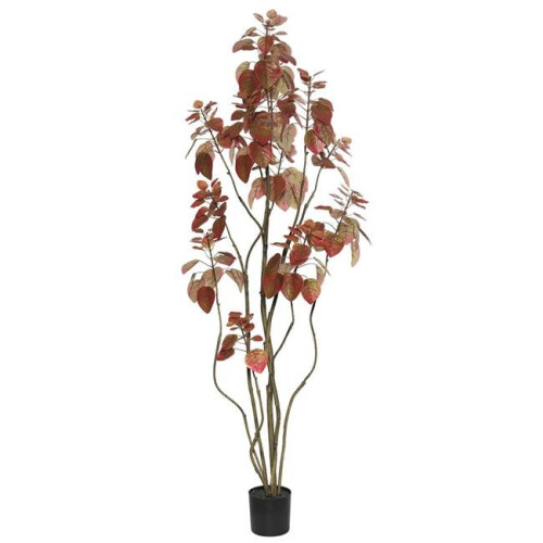 5 ft. Rogot Rurple Tree with Pot - Red