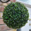 (23cm) Best Artificial Boxwood Topiary Balls 2