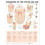 Disorders of the Teeth and Jaw Anatomical Chart 1