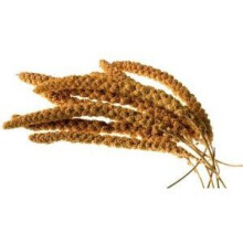 Millet Sprays Approx 10 Inch 15kg - 1530