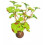 SuperFish SuperFish Easy Plants Foreground 13cm - 1 - 515165 1