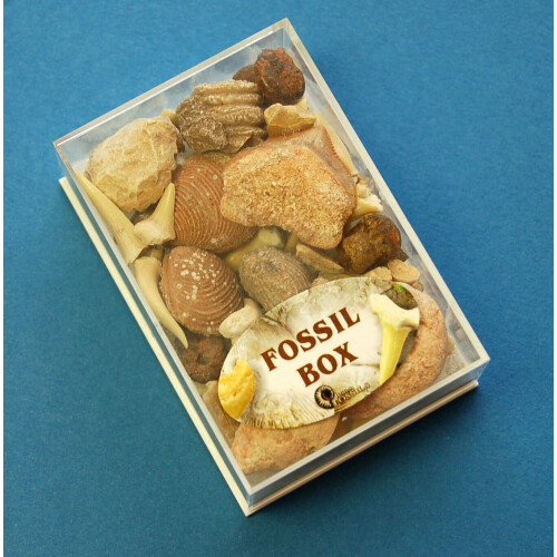 Collection Box of Small Fossils 1