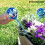 Globos de riego automático - InnovaGoods - Aqua·loon - Pack de 2 - Riego de jardín - Azul 2