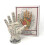Palmistry Map of the Hand 1