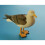 Resin Seagull 5