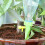 (8PCS) Automatic Watering Spikes Garden Plant Adjustable Flower Drip Irrigation System 8