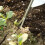 Manual Hand Weeder Weeding Weed Remover Puller Tools Fork Lawn Garden Tool 9