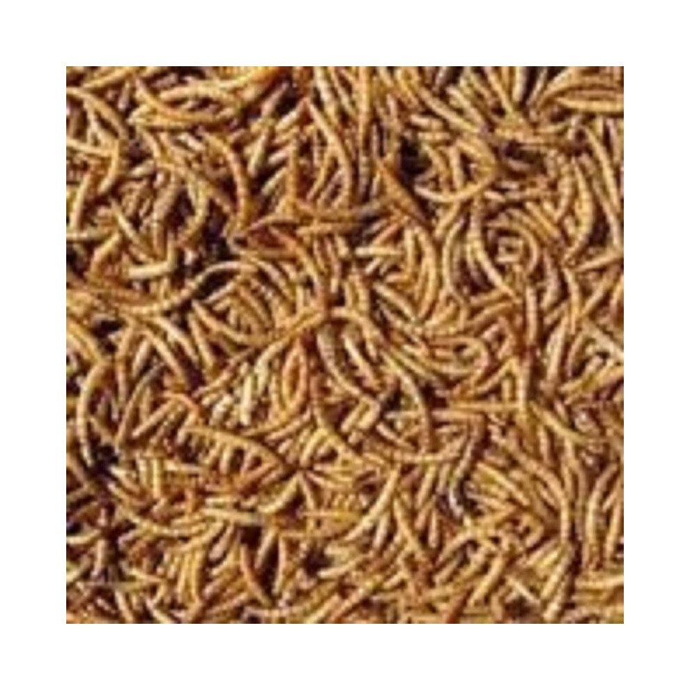 5 KG High Protein Quality Dried Mealworms for Wild Birds