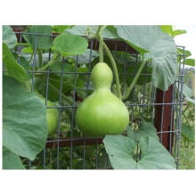 PREMIER SEEDS DIRECT - Gourd - Birdhouse - 12 Seeds - Unusual