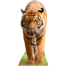 Star Cutouts Cut Out of Tiger