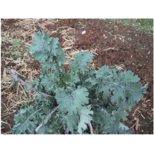 PREMIER SEEDS DIRECT - Kale - Borecole - Heirloom - RED Russian - 2000 Finest Seeds