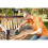 Bosch Bosch 10 Wood Fine Sanding Sheets for PSM 180 A/PSM 80/PRIO 4