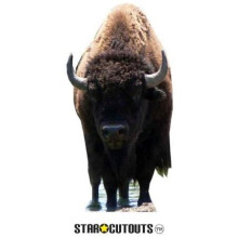 Star Cutouts Cut Out of Bison Buffalo