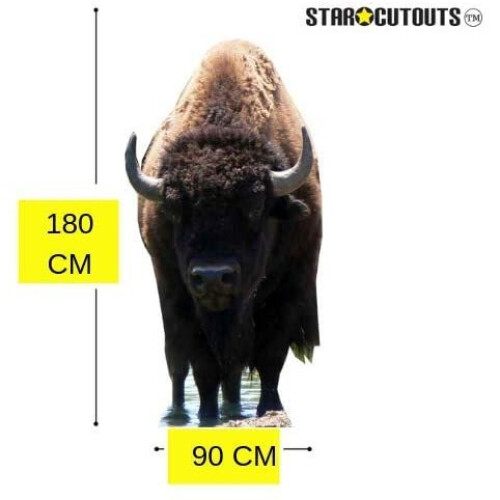 Star Cutouts Cut Out of Bison Buffalo 1