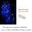 5x 2M 20 LED Copper Wire String Fairy Light Battery Powered Blue For Xmas Decor 5