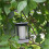 LED Solar Lamp Flickering 3 Modes Candle Waterproof Flame Effect Lights 4