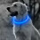 Ranpo (Blue) Glowing LED Dog Collar Pet Safety Neck Ring 7