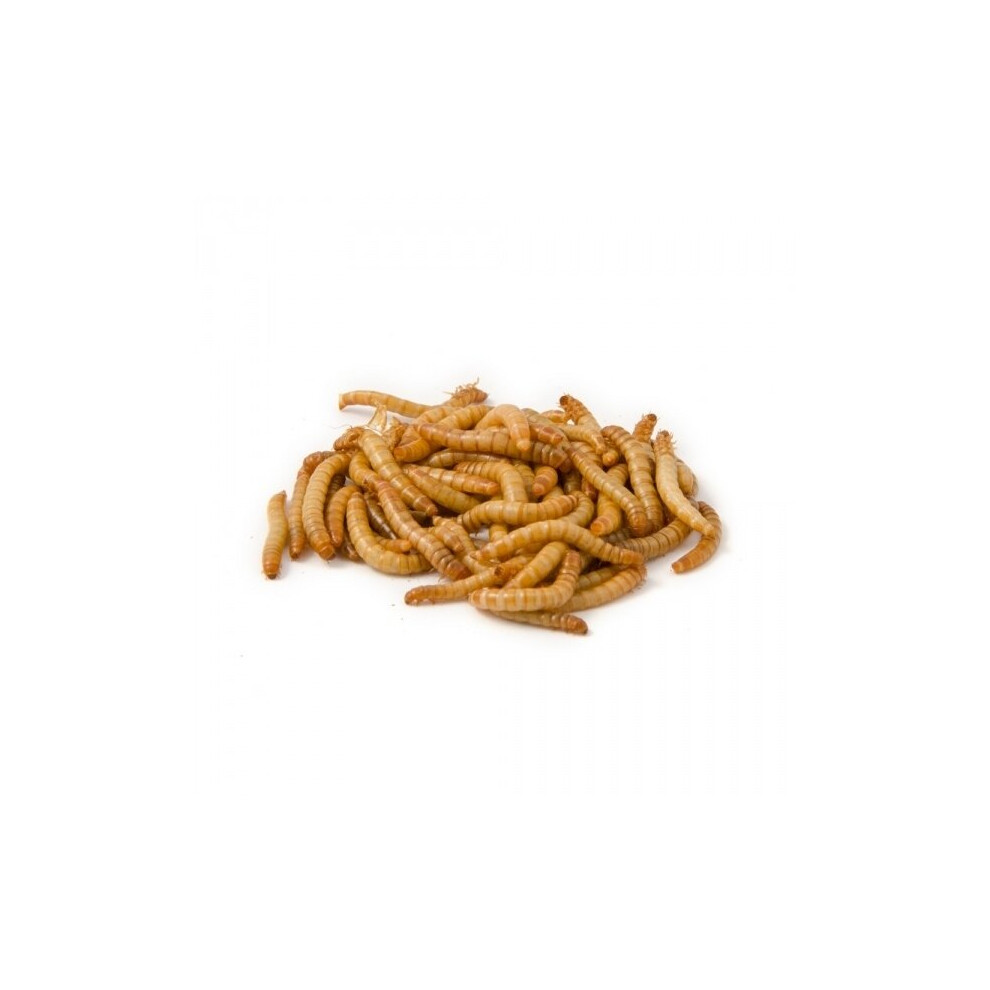 Dried Mealworms 500g wild birds love them!