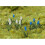 FALLER Hyacinths (32) HO Gauge Scenics 181265 1