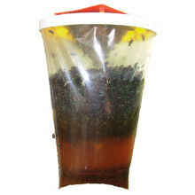 Redtop Fly Trap -    [672570]