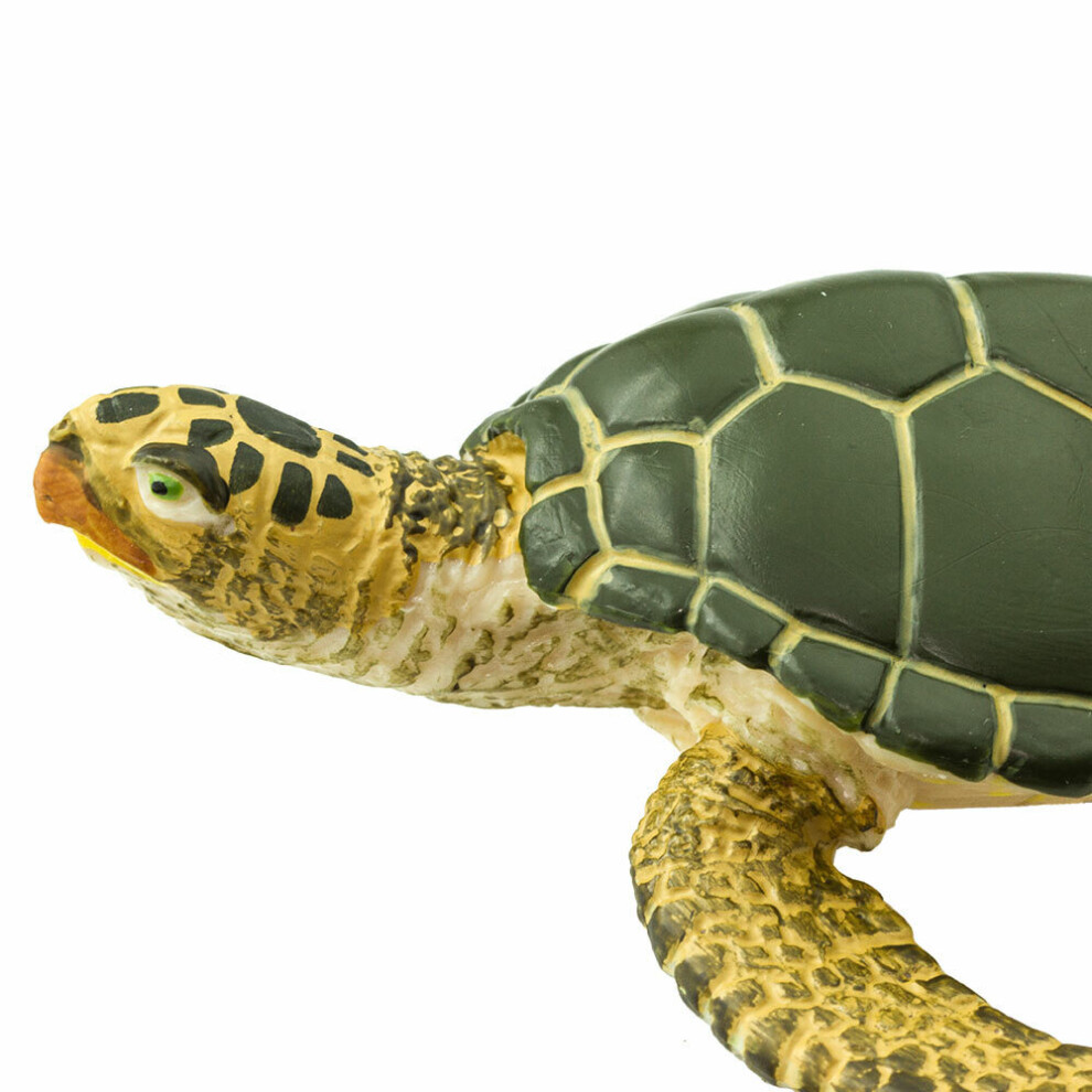 Green Sea Turtle