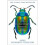 Extraordinary Insects 1