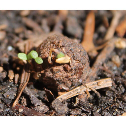 Seedball - Bee Mix 1