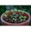 Seedball - Shade mix - a simpler way to grow from seed 4