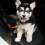 Pets Car Adjustable Harness Seat Belt Blue 5