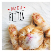 Love is a Kitten by Ellis & Charlie
