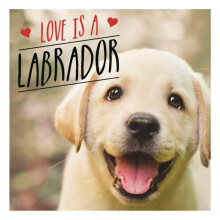 Love is a Labrador by Ellis & Charlie