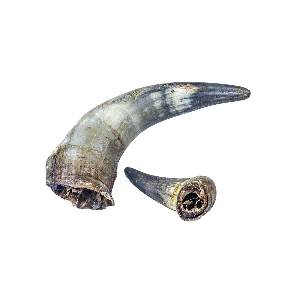 (Small) Buffalo Horn Dog Treat Chew High Protein Low Fat