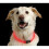 Nite Ize Nite Ize NiteHowl Red Led Collar 2