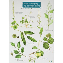 Guide to Foraging Top 25 Edible Plants by Cremona & Clare