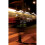 Downtown Flirt by Jickling & Peter 1
