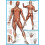 Eurographics The Muscular System Jigsaw Puzzle (1000 Pieces) 1